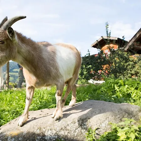 Glonerbauer